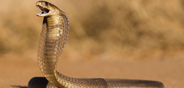 The Cobra Effect: A Study in Laws of Unintended Consequences
